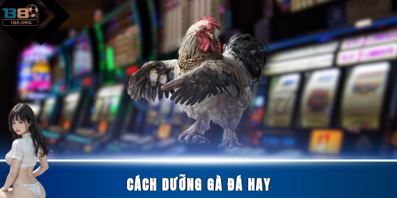 Cách Dưỡng Gà Đá Hay