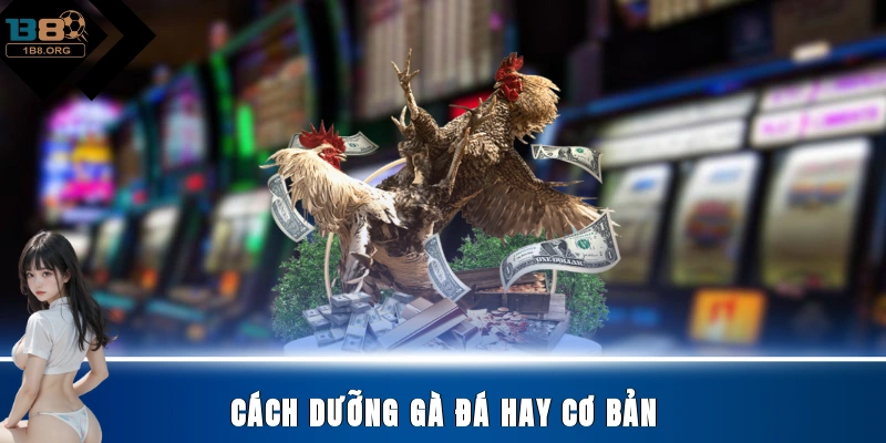 Cách dưỡng gà đá hay cơ bản