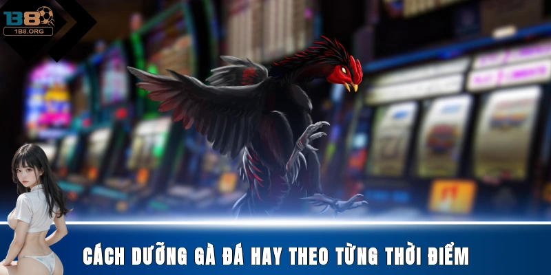 Cách dưỡng gà đá hay theo từng thời điểm