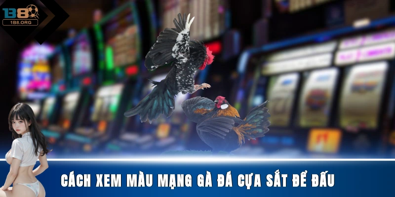 Cách xem màu mạng gà đá cựa sắt để đấu